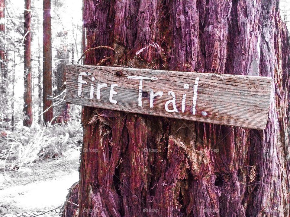 Fire Trail