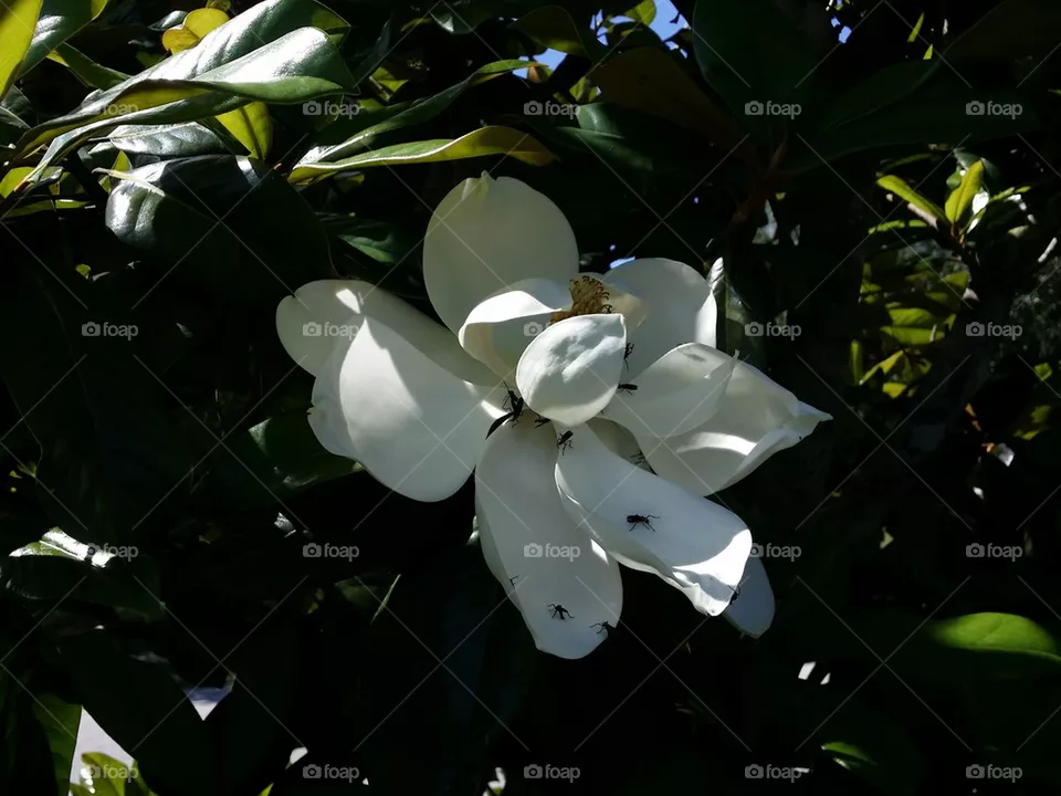 Magnolia