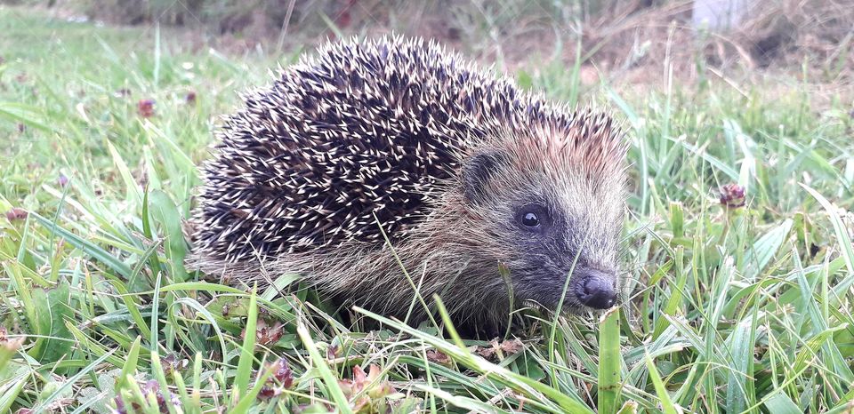 hérisson