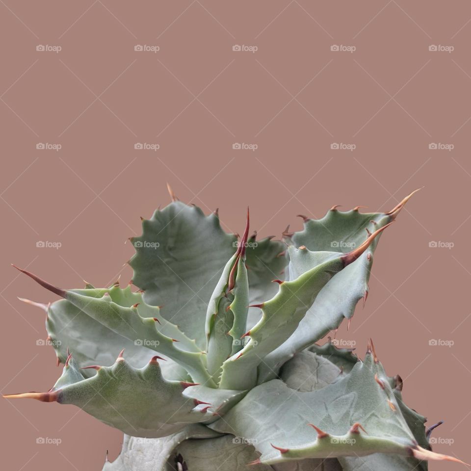 Agave, succulents, plants, backgrounds, copy space 