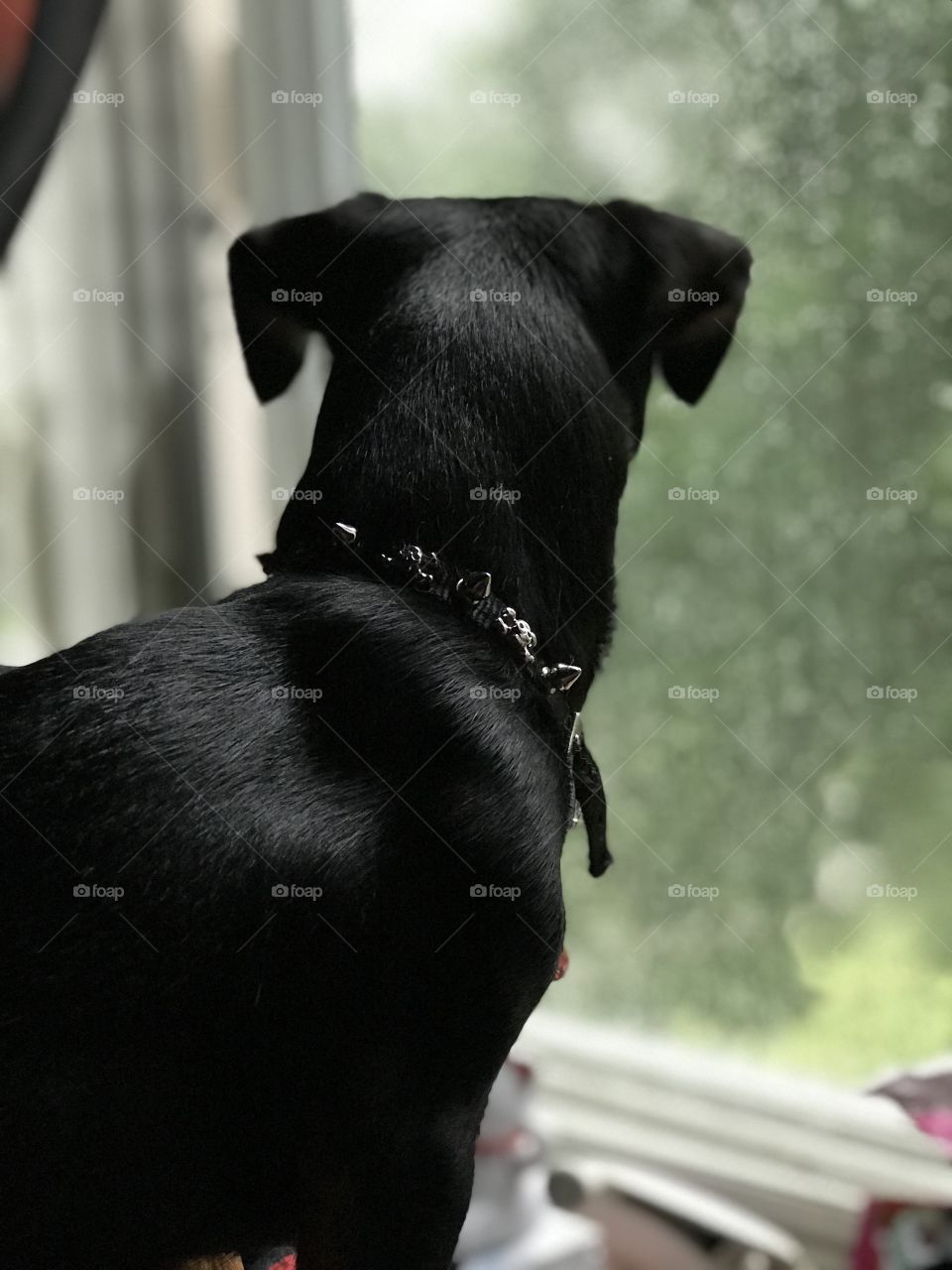Luna loves to stare outside because the world is very big for a runt.