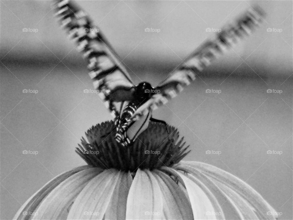 A light touch of a butterfly's toe.