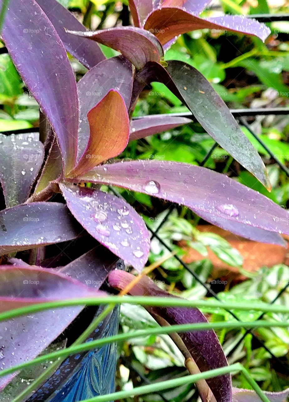 Raindrops on Purple Wandering Jew leaves