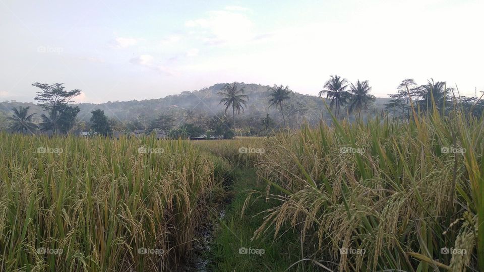 Beautiful view in the afternoon in the rice fields