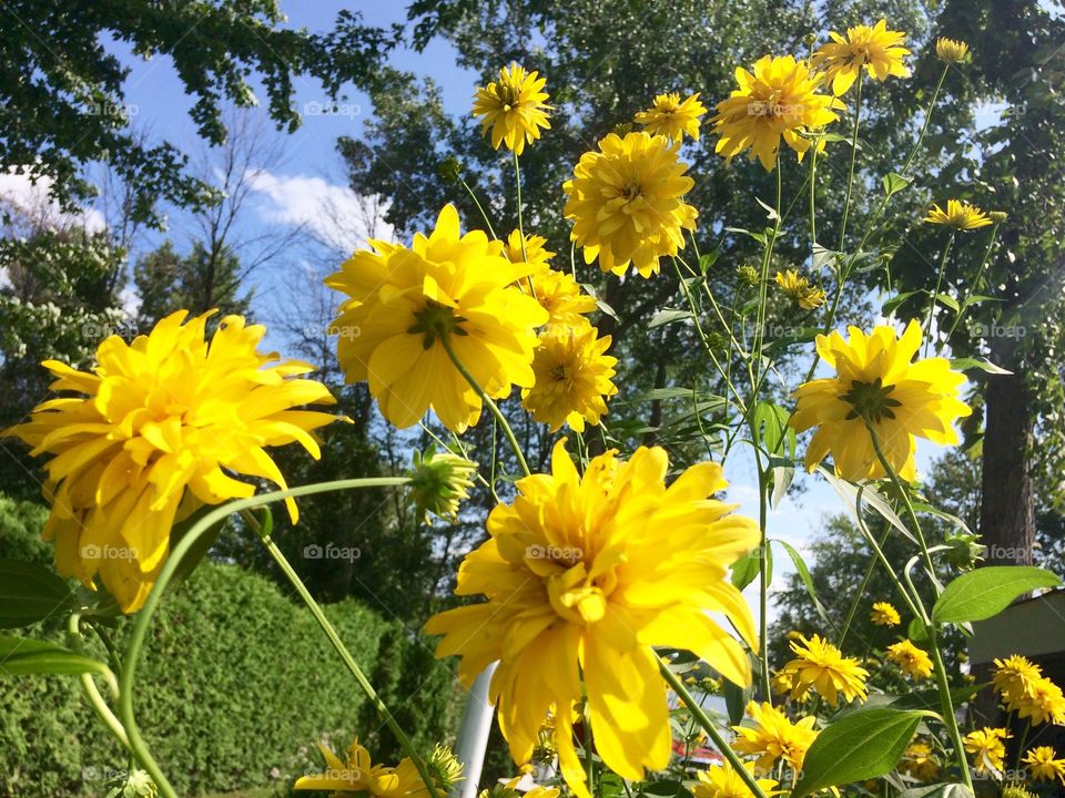 Bright yellow flowers 