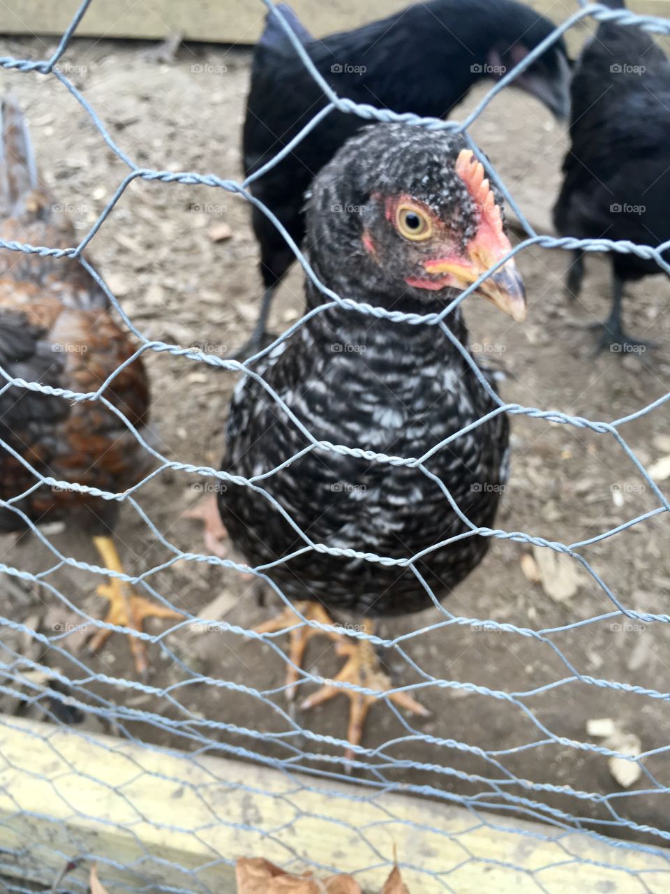 Young Rooster