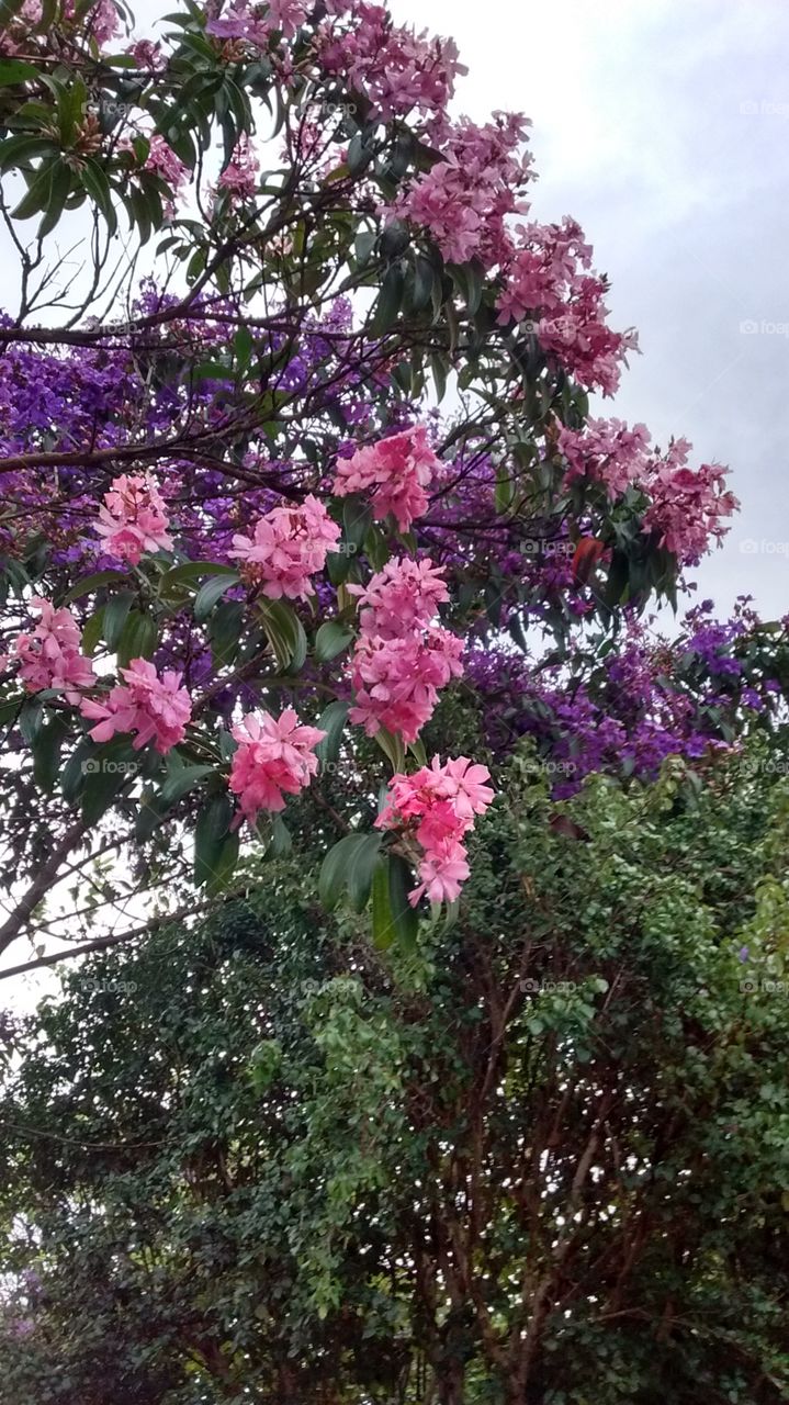 SEM FILTROS - Apesar da manhã de domingo com jeitão lusco-fusco, as flores permitem cores mais alegres. Nossas quaresmeiras que o digam!