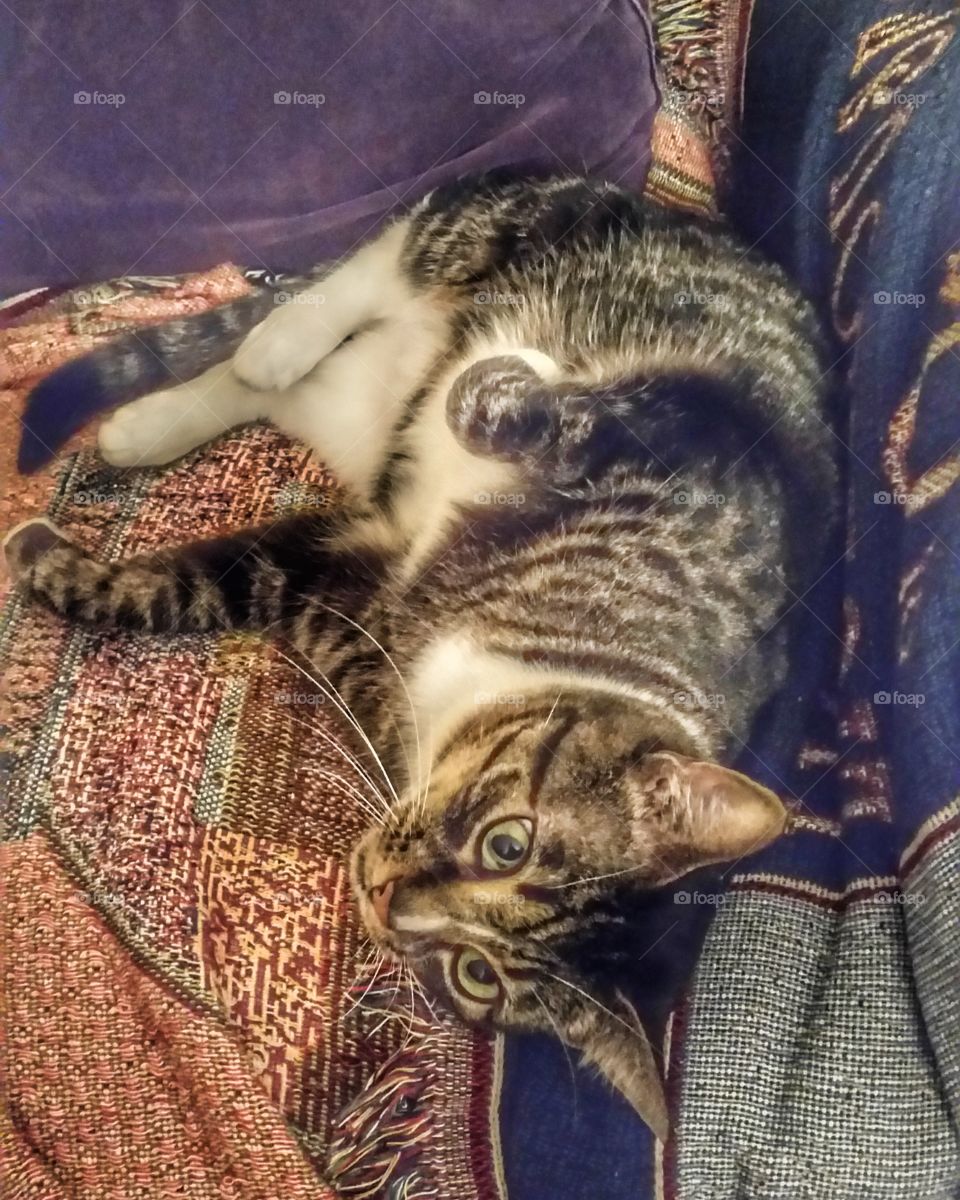 Professor McGonagall