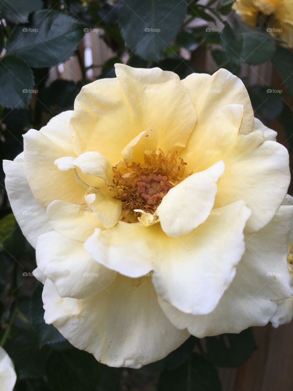 White Rose close up.