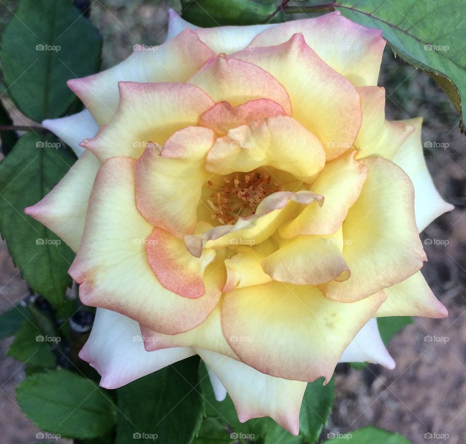 🌹 🇺🇸 Very beautiful flowers to brighten our day.  Live nature and its beauty. Did you like the delicate petals? / 🇧🇷 Flores muito bonitas para alegrar nosso dia. Viva a natureza e sua beleza. Gostaram das pétalas delicadas? 
