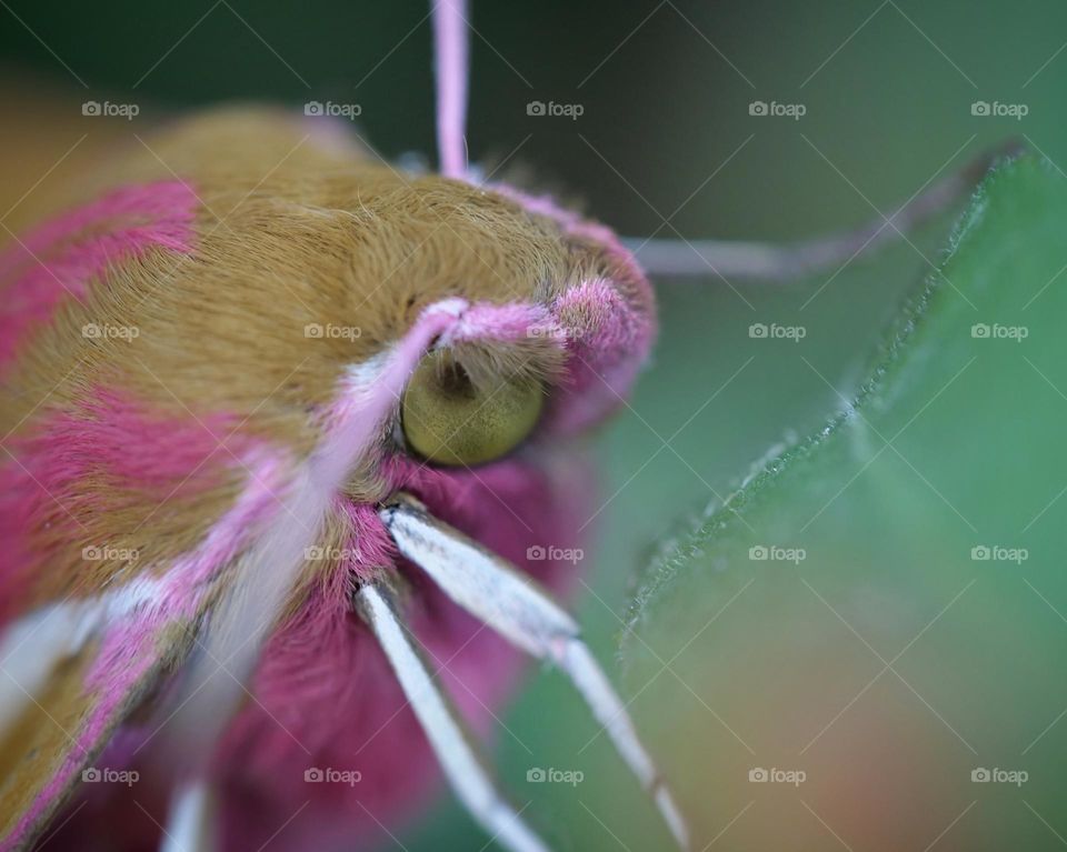 Extreme close-up of elephant hawkmoth