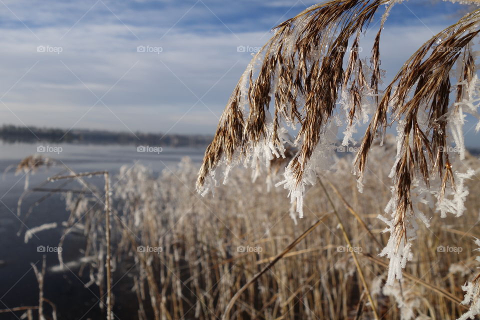 Close-up of snowy dry branches in winter