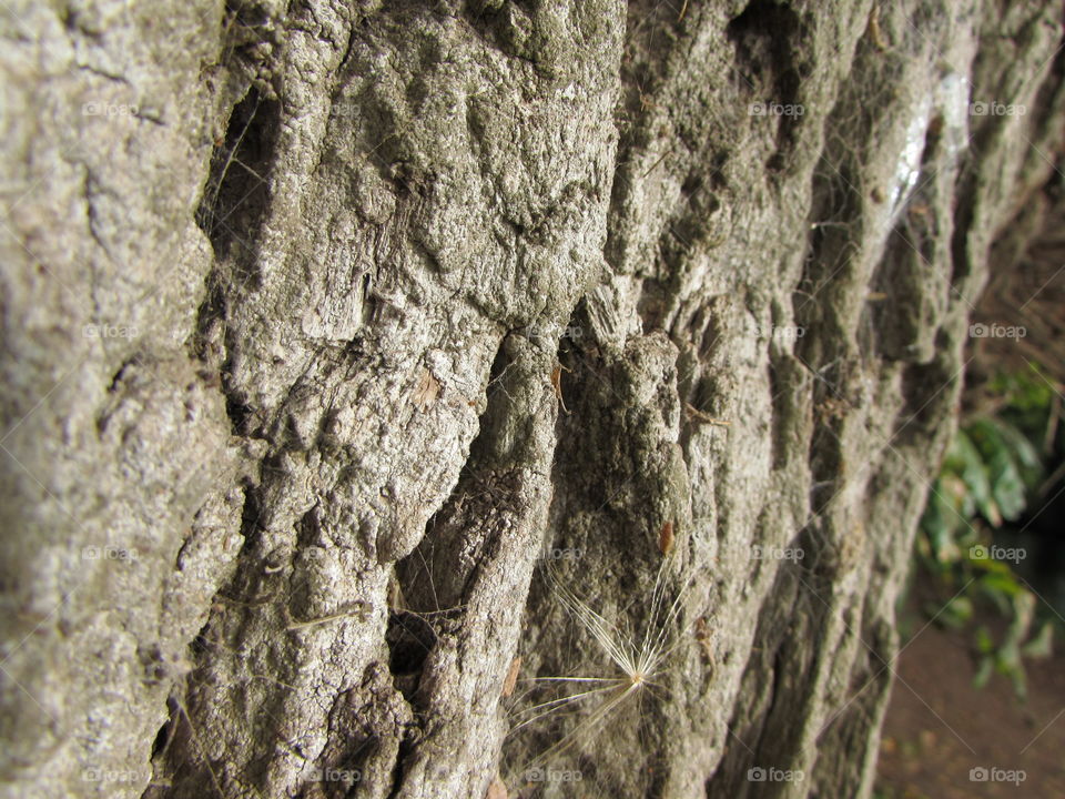 tree bark