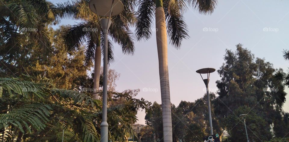 صور منطقة شجرية خيالية تستخدم للتصوير كخلفيات للافراح و مزار راح لمحبي التامل و مشاهدة الجمال الشجري والطبيعة
  Pictures of a fictional tree area used for photography as wedding backgrounds and a shrine for lovers of contemplation and watching tree b