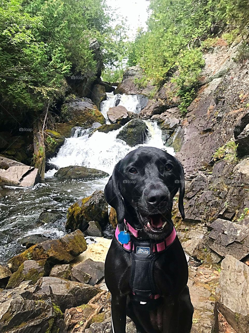black labrador at Long Slide Falls