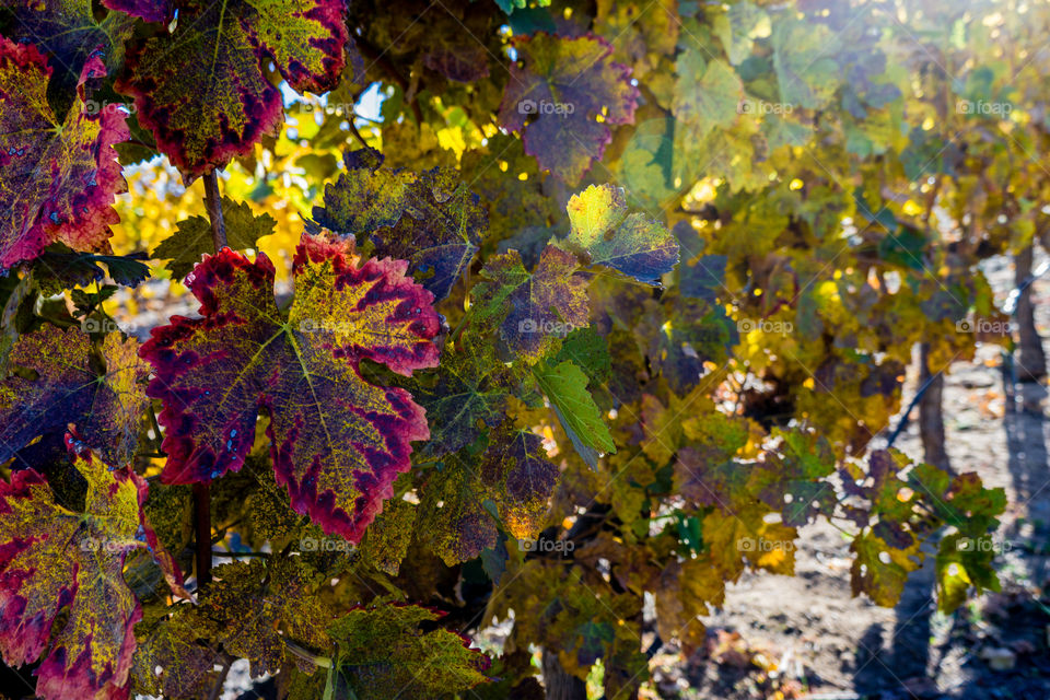 Autumn Vine