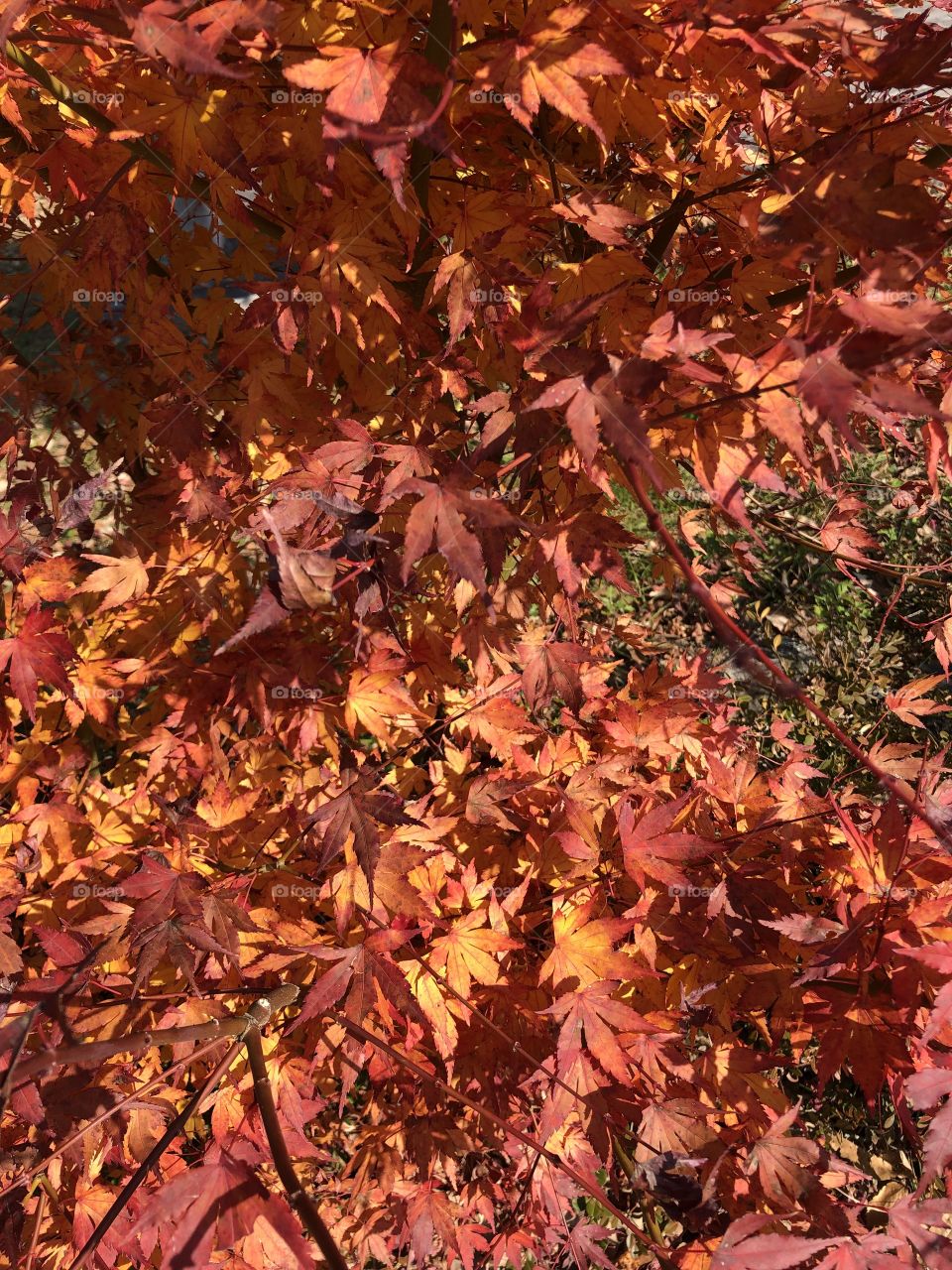 Red maple leaves in late autumn