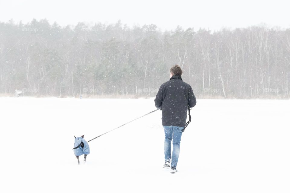 Walking the dog in snowy weather on a snow covered frozen lake towards the forest, shot from behind 