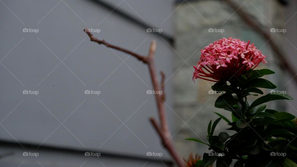 Ixora chinensis, commonly known as Chinese ixora, is a species of plant of the genus Ixora