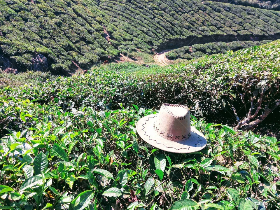 tea garden
