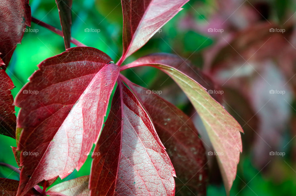 Close-up of red wine leaves against green background.