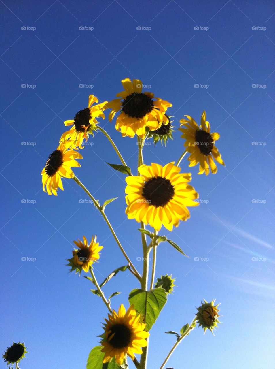 Sunflowers in the Desert