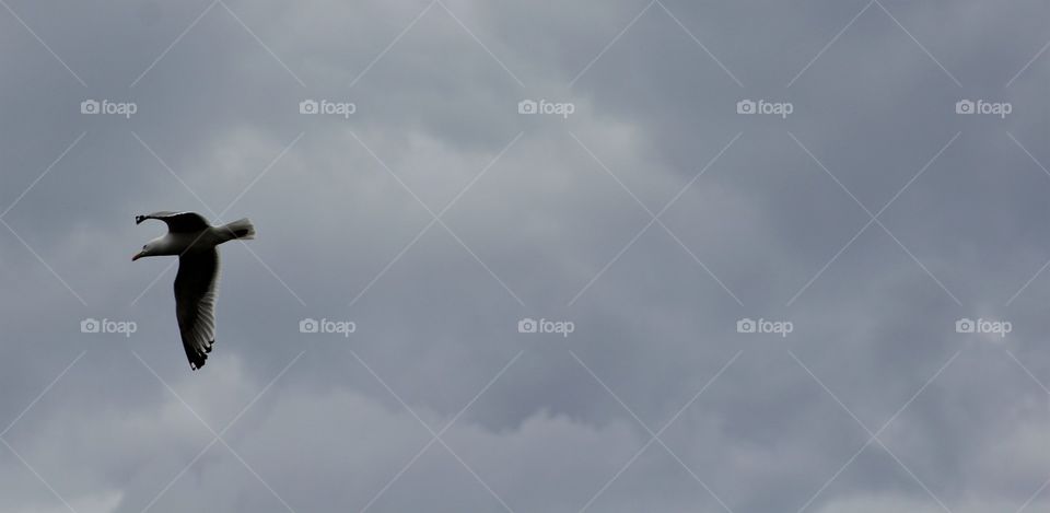Seagull in flight in cloudy sky over Hudson River 