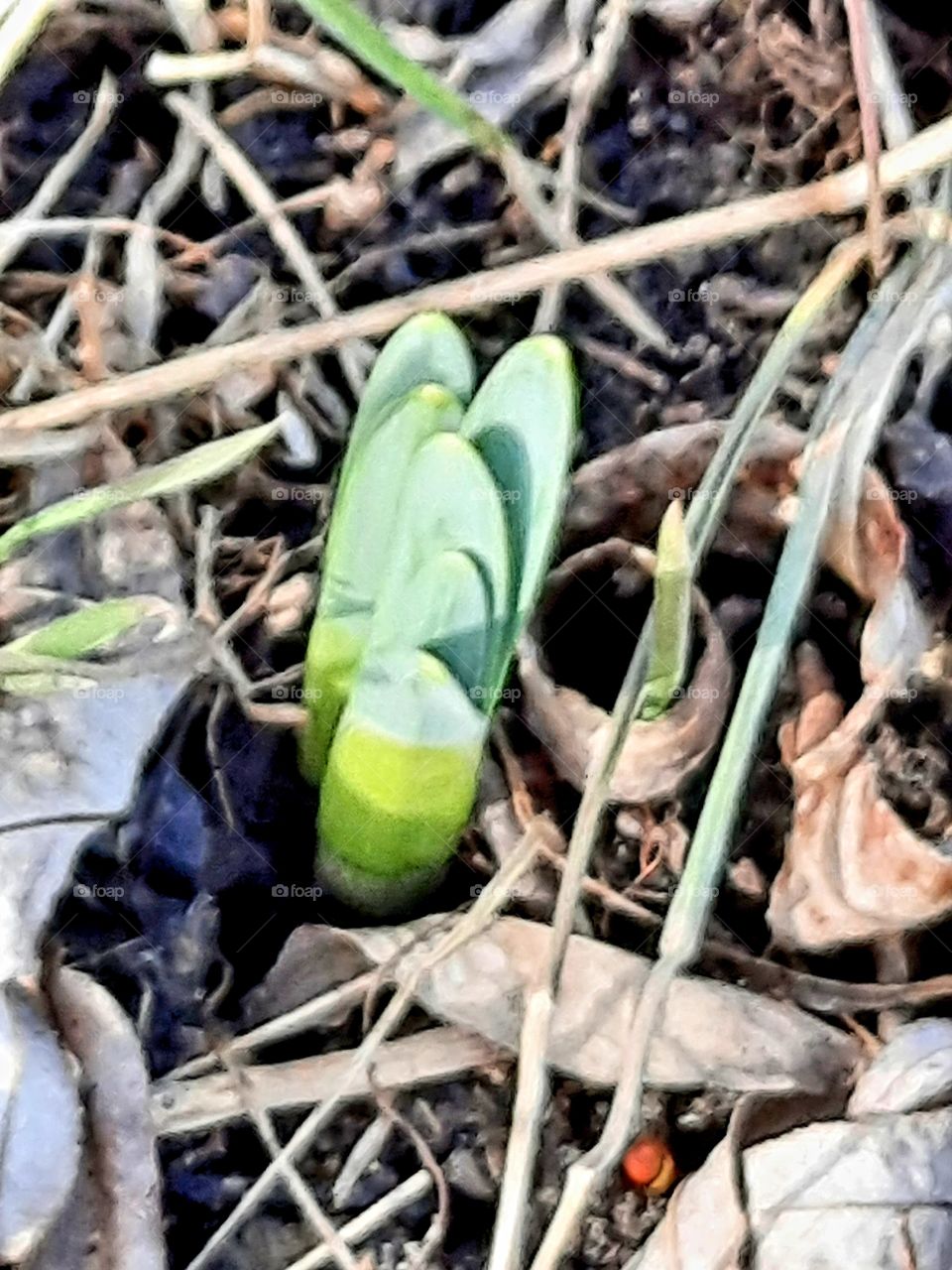 spring in the garden- budding shoots of  narcissus