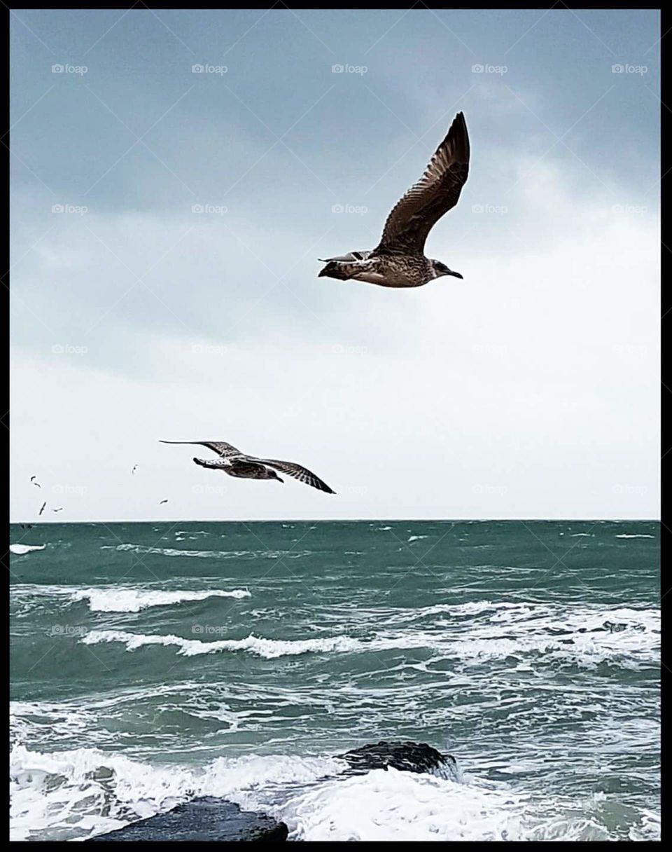 Sea gulls. Brighton, UK...
