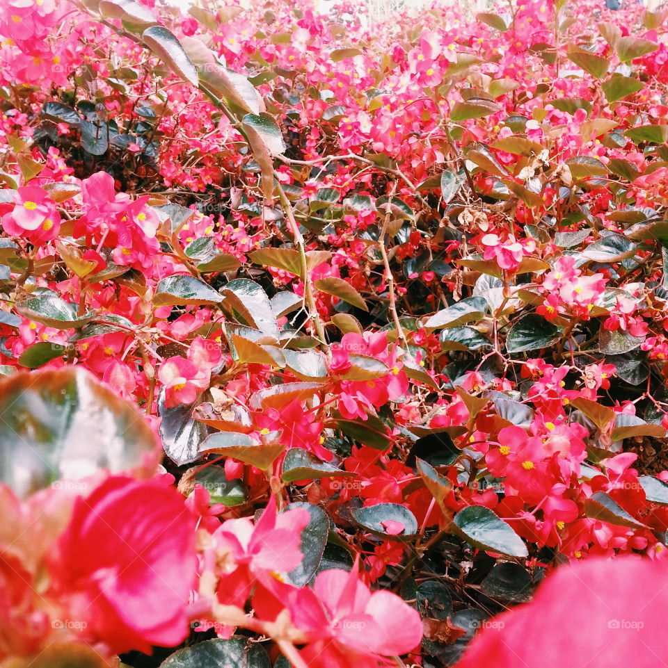 flower power. Flower Garden at Cameron Highland Malaysia