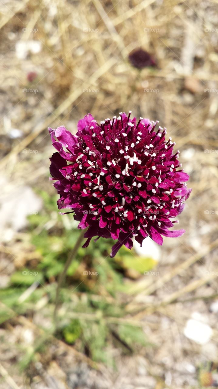 Button Flower