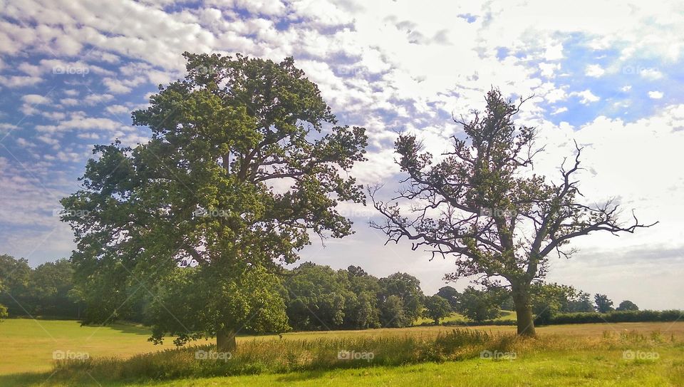 trees in Berkshire