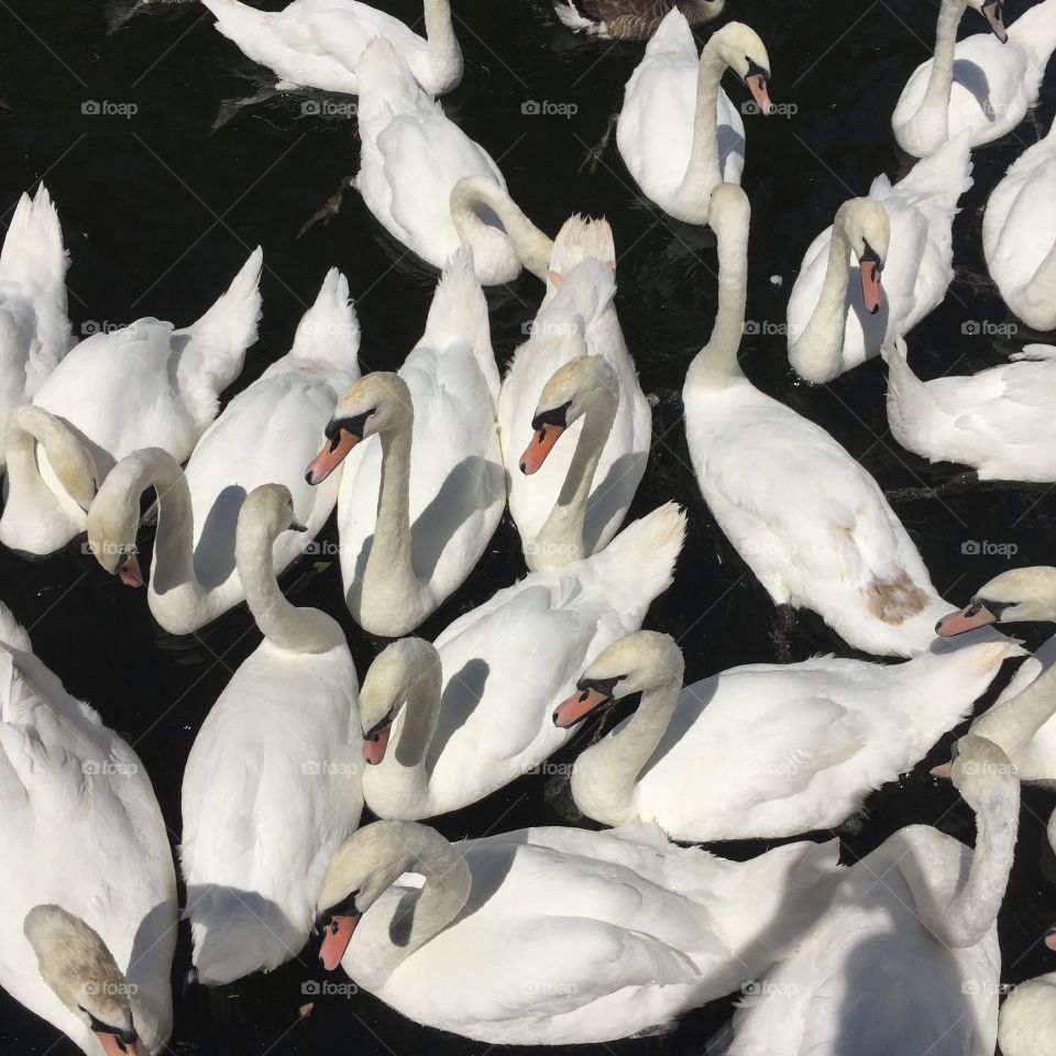 English white swans 