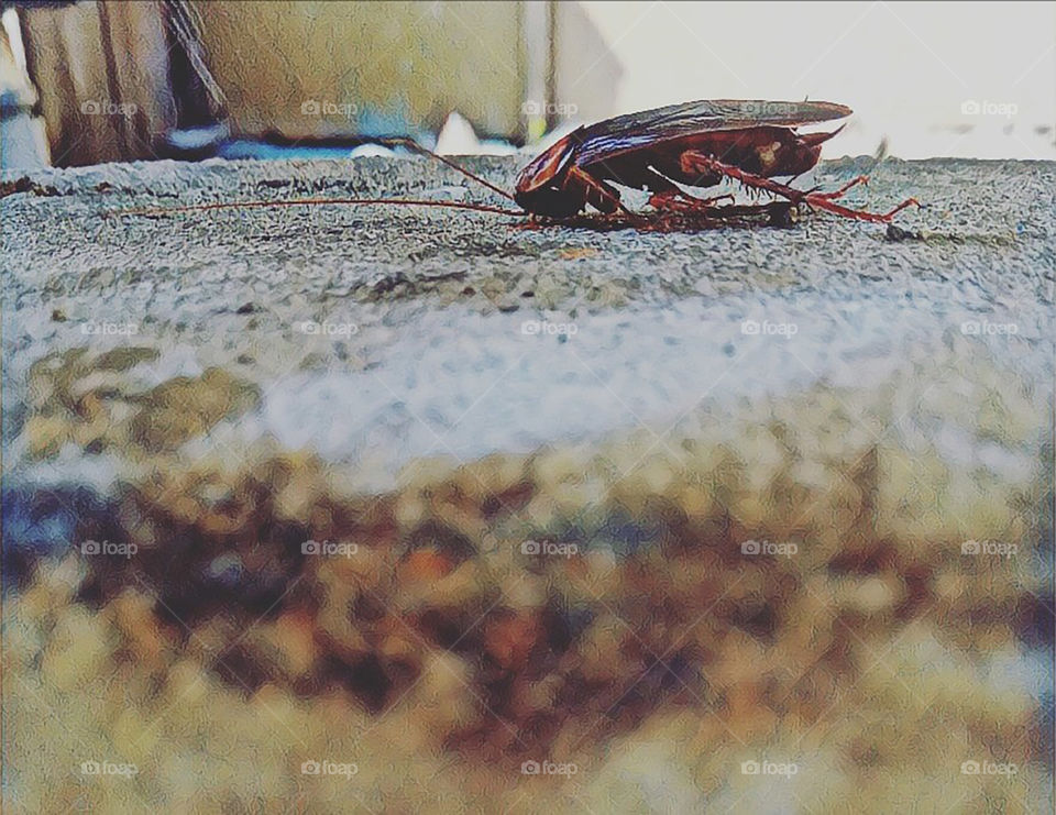 I had to take shot of the cockroach with my Gionee A1 camera after I found it lying half dead on group. Lol..  Please rate me good #Nature #Cockcroach #Insect #Gionee