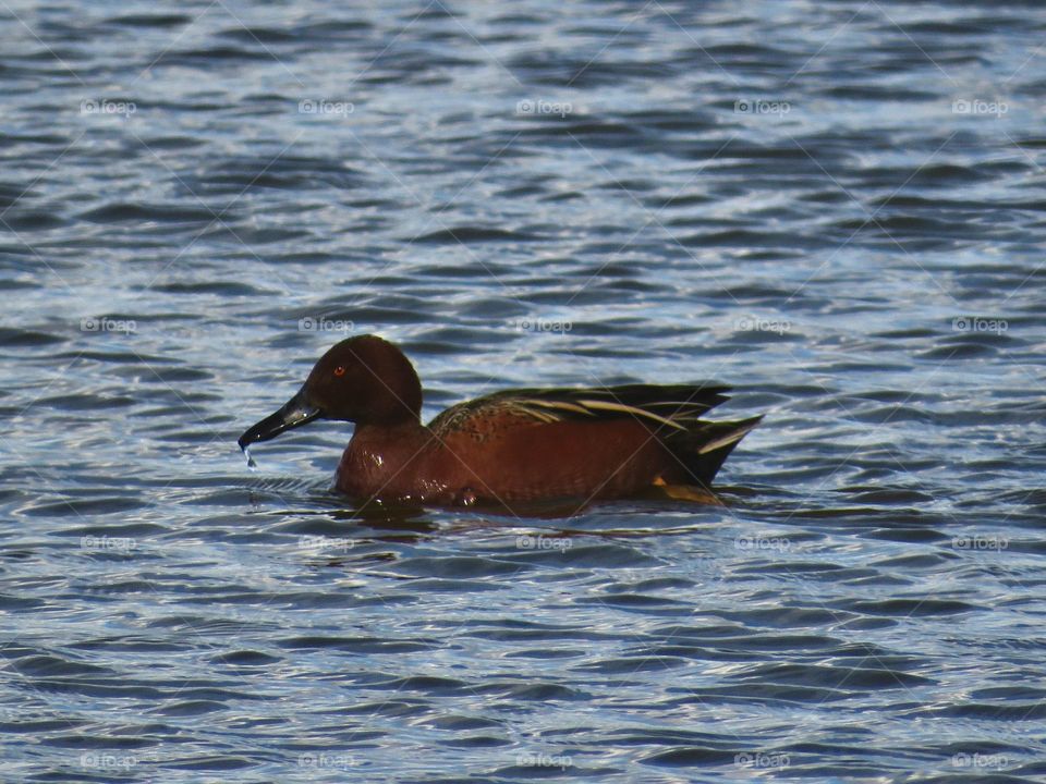 Cinnamon Teal Duck