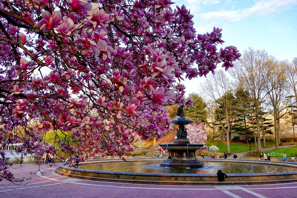 View of bethesda fountain in central park