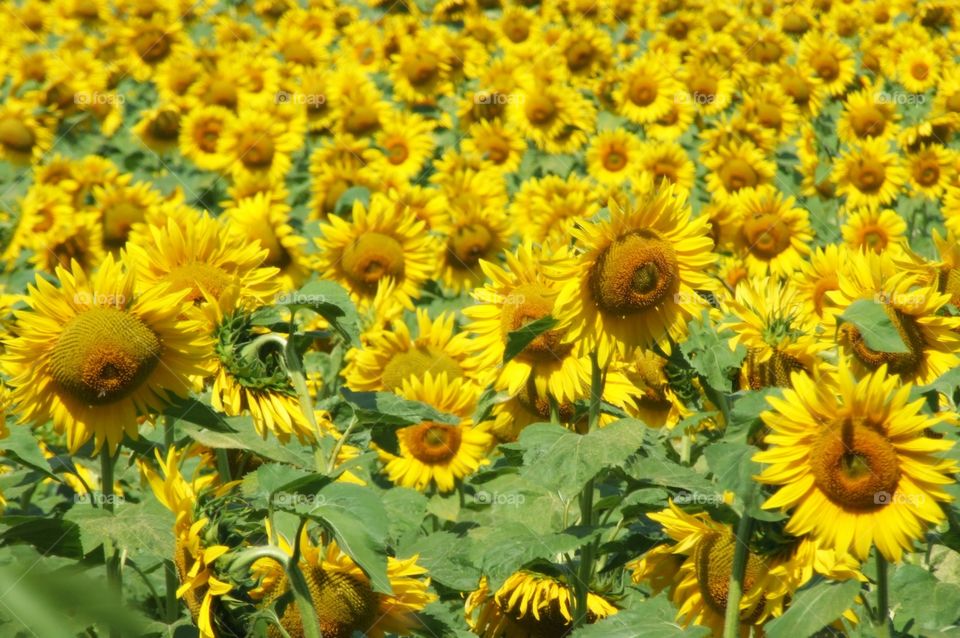 Sunflowers blooming in field