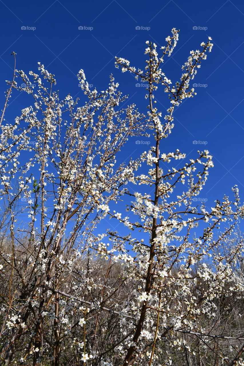 Blooming cherry trees in springtime against blue sky