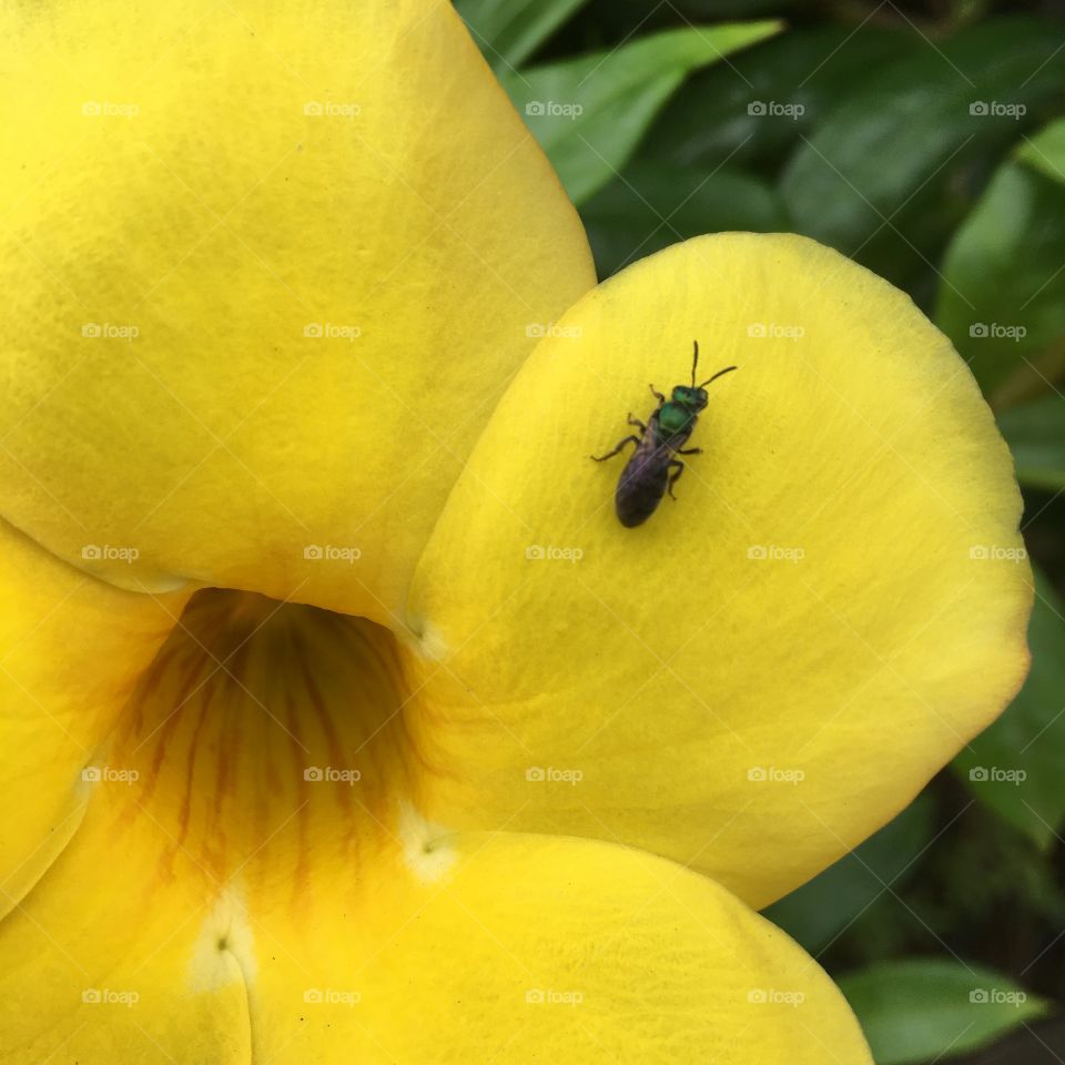 An insect resting on the petal.  It looks so big ... but it's just the beauty of the flowers! /Um inseto descansando sobre a pétala. Ele parece tão grande... mas é apenas a beleza das flores!