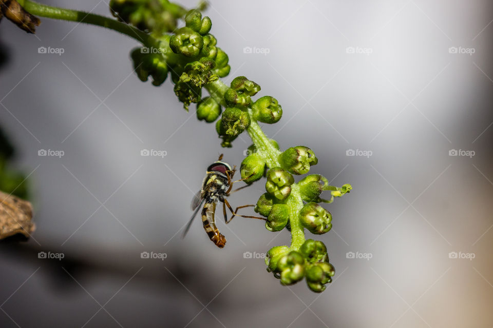 insect on green plant