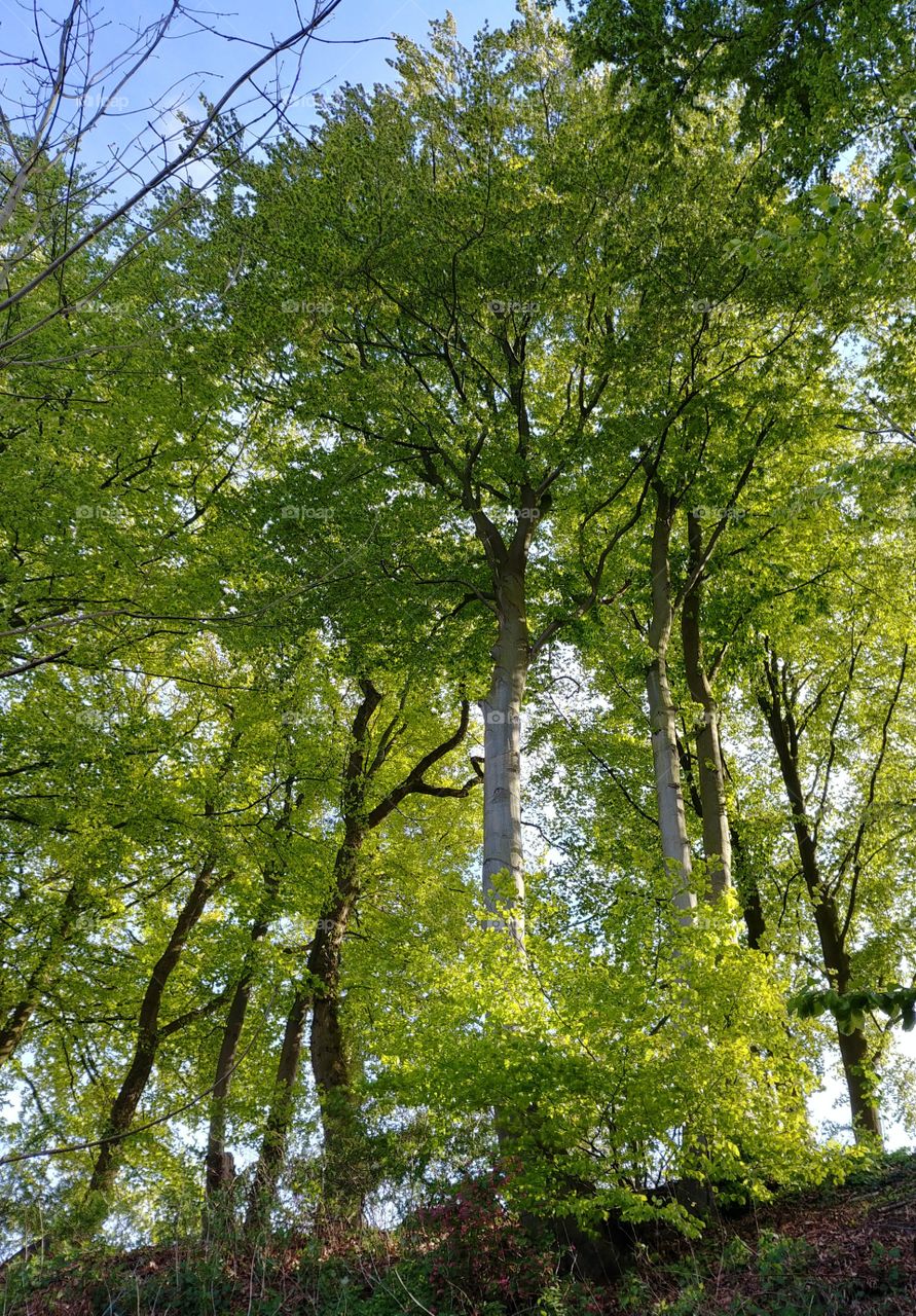 Wald Bäume Wald Baum Grün