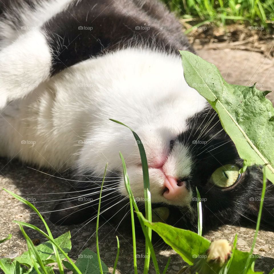 My cat, Marty playing in the grass during a beautiful summer day. He has green eyes and is looking at the camera in playful manner. Black and white cat in summer grass 