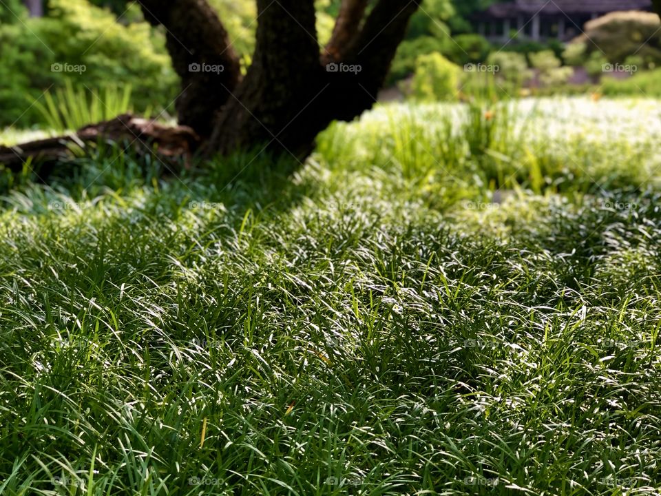 Lush grasses under tree in Japanese garden 