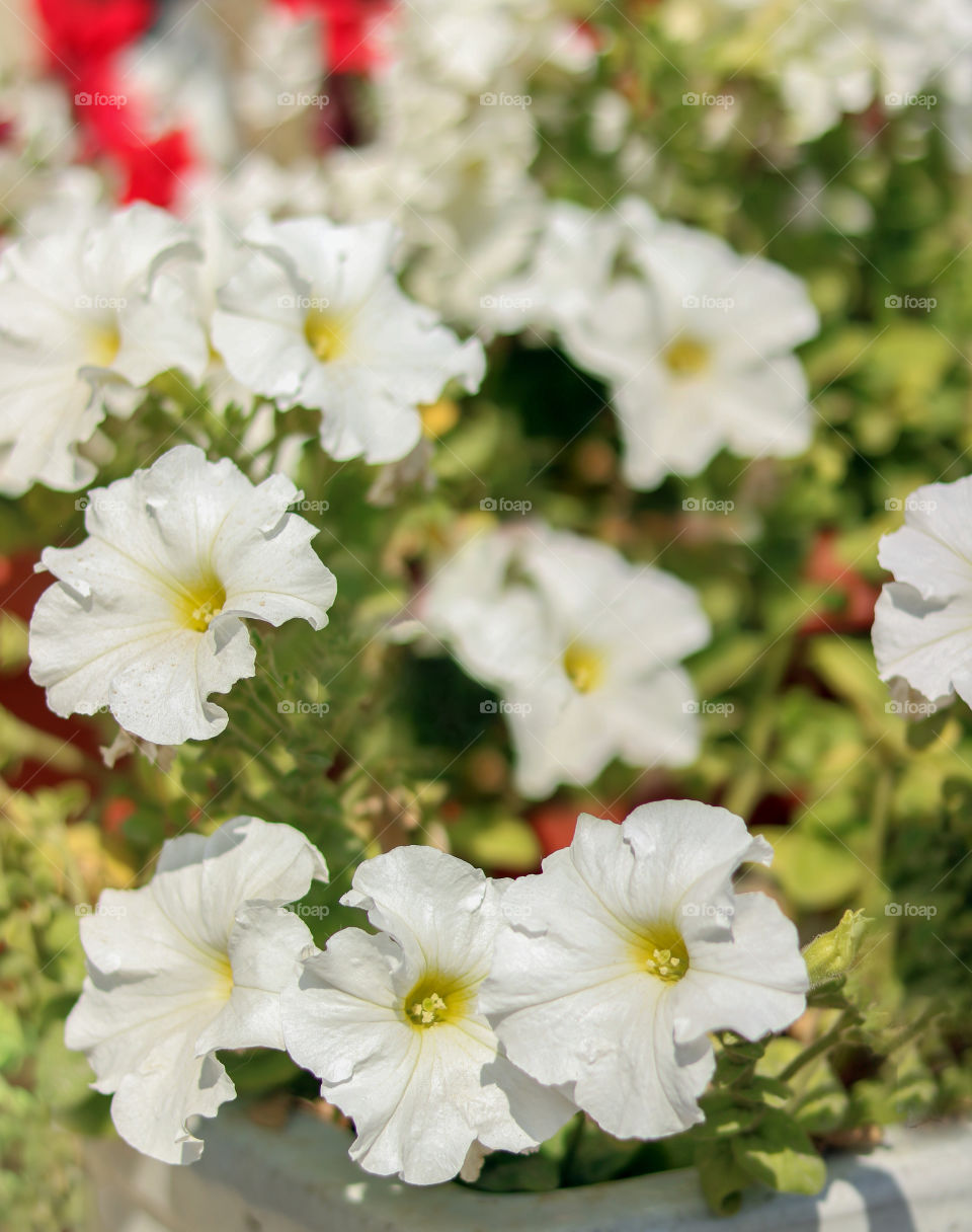 Flowers