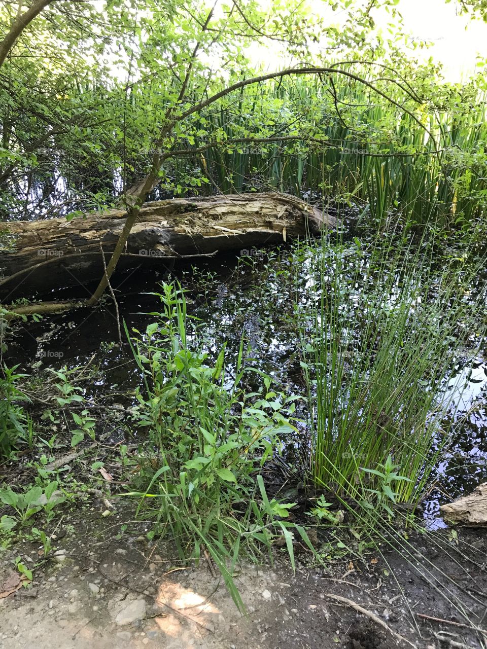 Fallen Tree half in water/ half on land