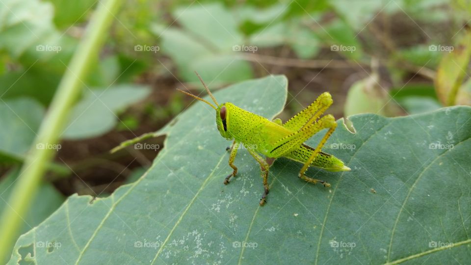 Grasshopper