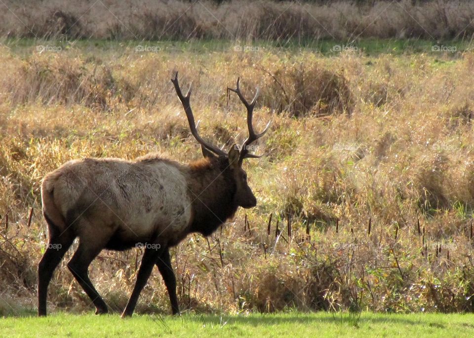 beautiful elk out in his natural world 