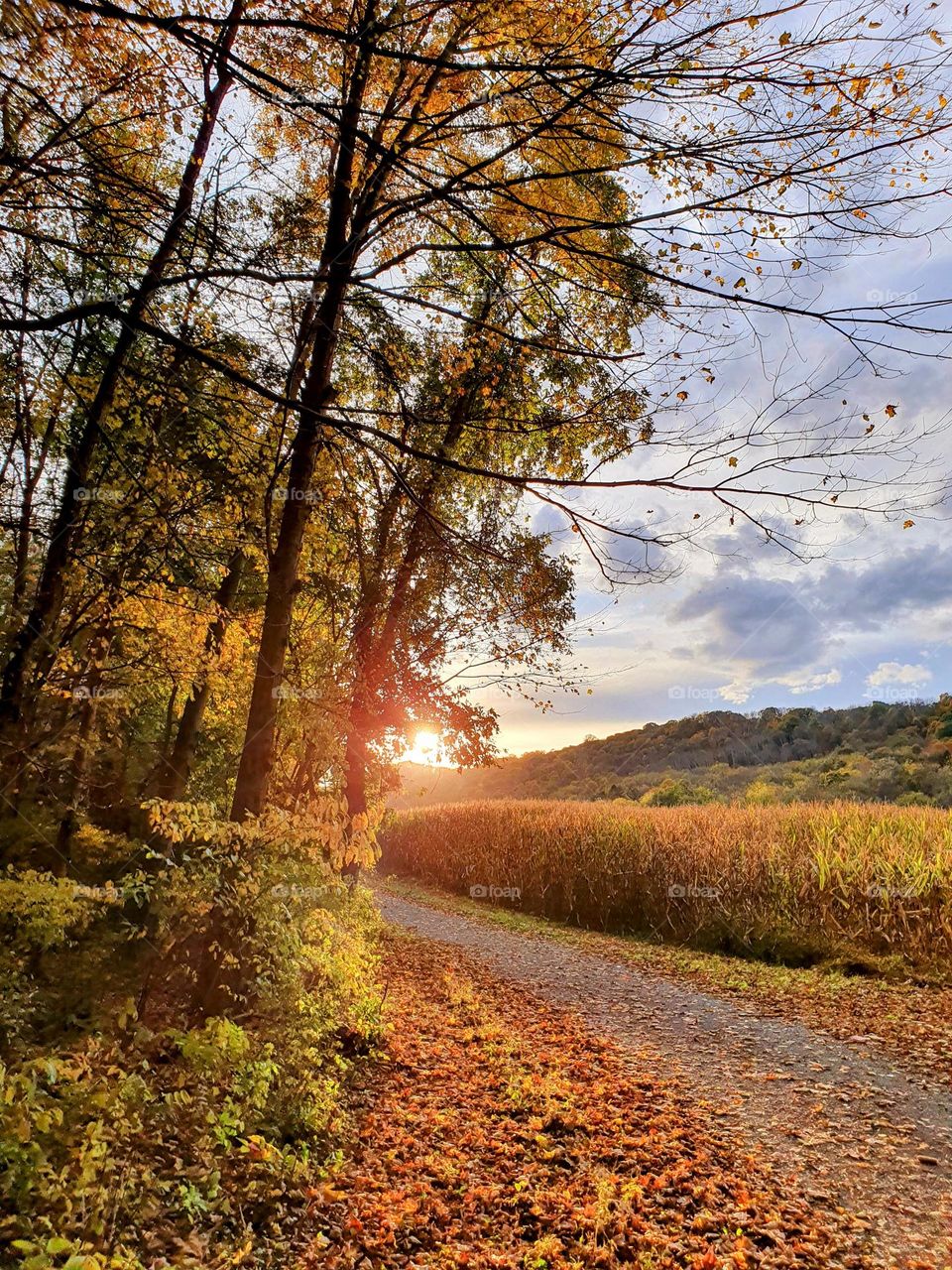 Autumn landscape