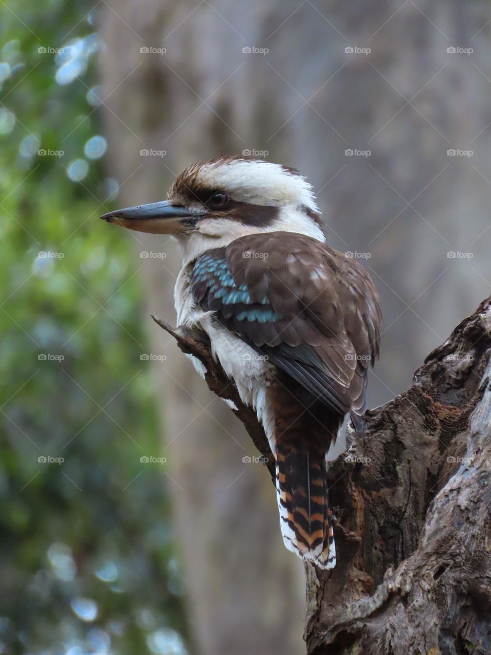 Kookaburra