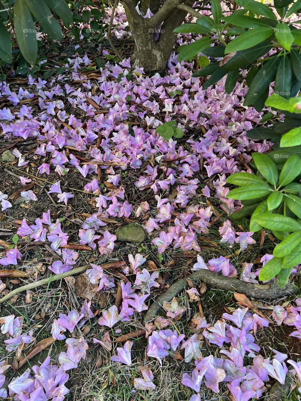 Lavender Rhododendron Petals 